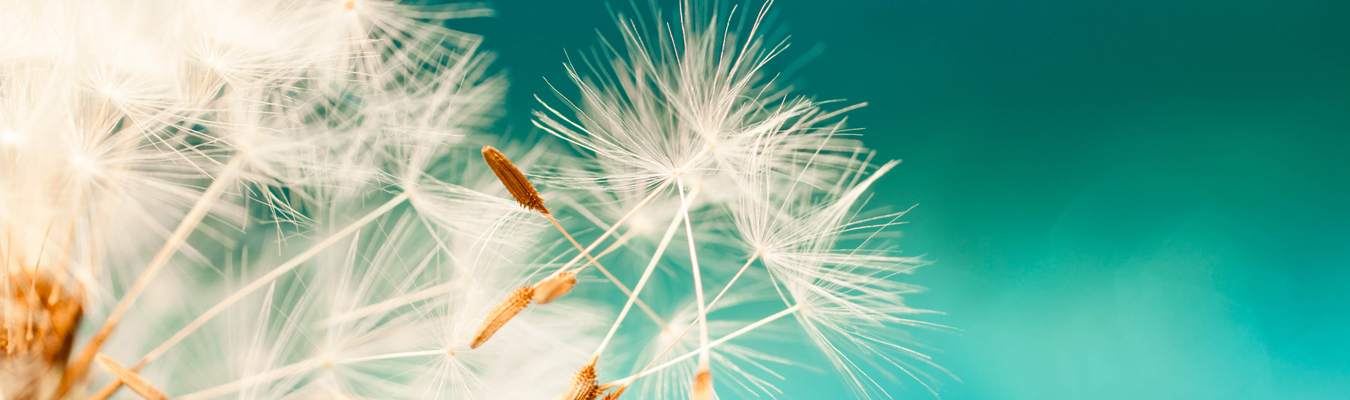 50 Unbelievable Facts About Dandelions You Must Know 2023